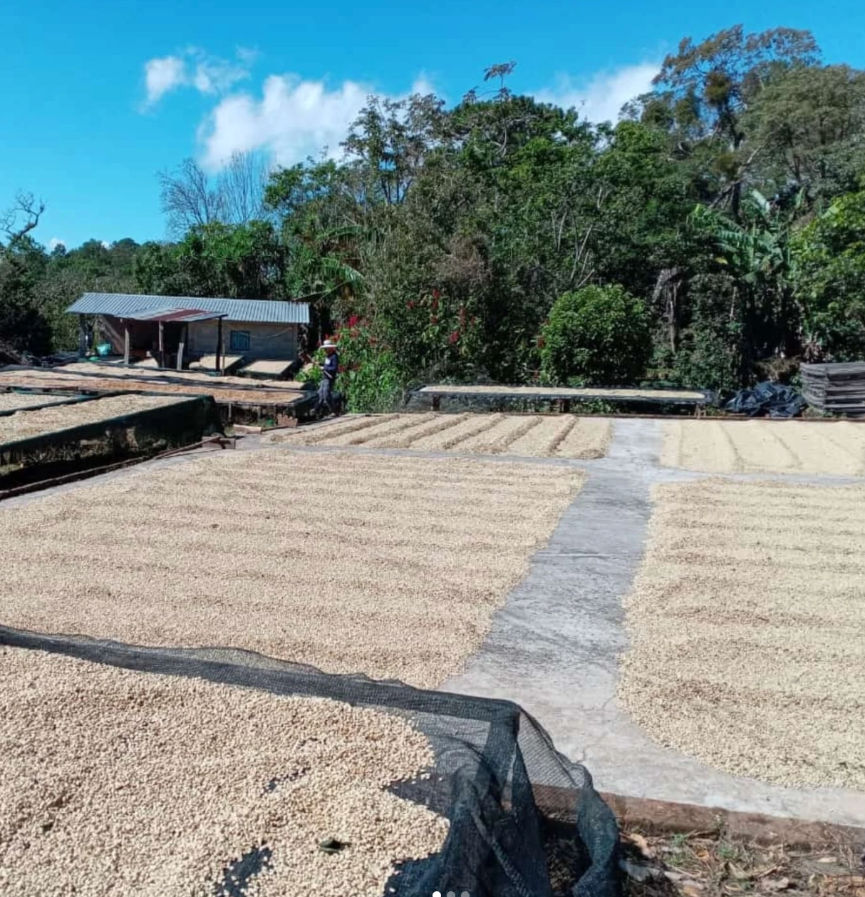 El Salvador Finca Talquesalar coffee cherries drying outside