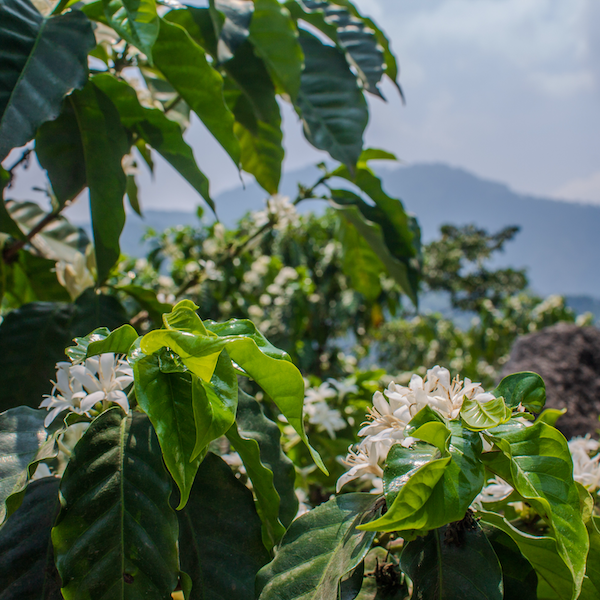 Guatemala Finca Pampojilá Filter Roast Coffee from The Town Roaster