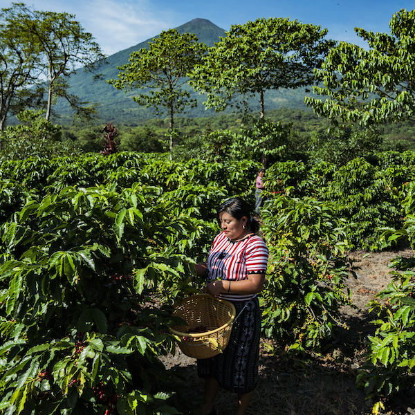 Guatemala Finca Pampojilá Filter Roast Coffee from The Town Roaster