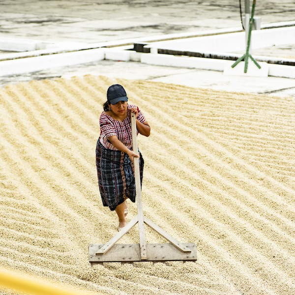Guatemala Finca Pampojilá Filter Roast Coffee from The Town Roaster
