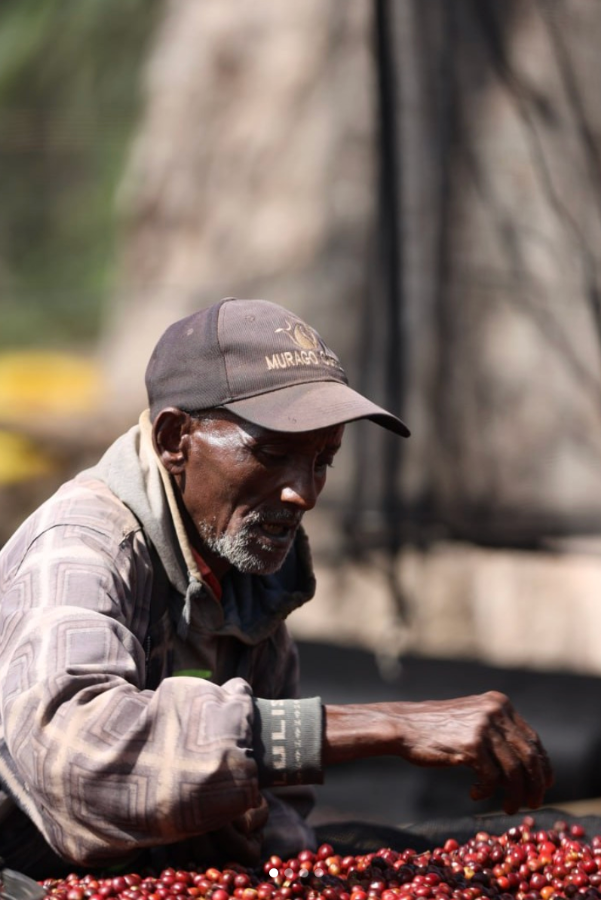 Single Farmer Project coffee in Ethiopia