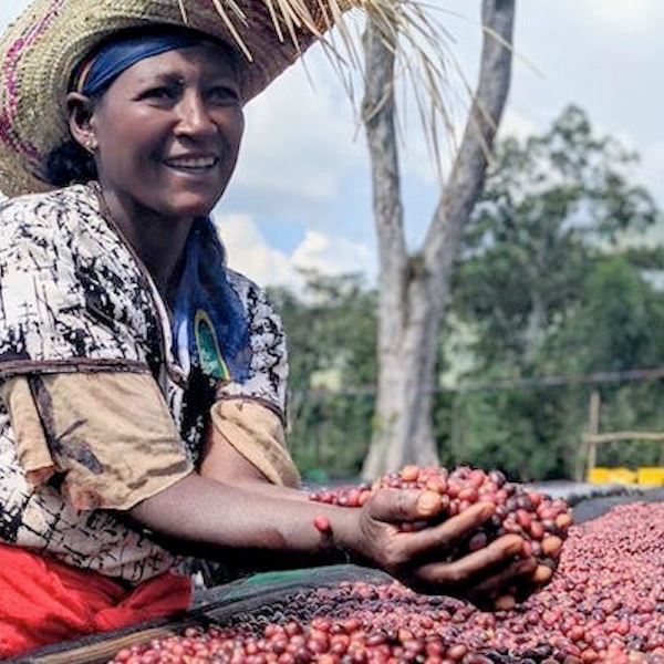 Ethiopia Shentawane Coffee from The Town Roaster