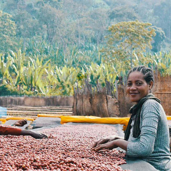 Ethiopia Shentawane Coffee from The Town Roaster