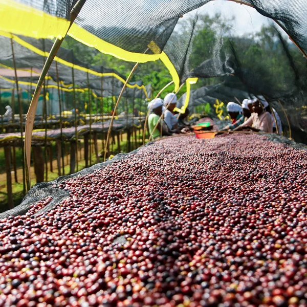 Ethiopia Rachia Coffee from The Town Roaster