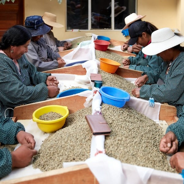 Sorting coffee beans in Bolivia
