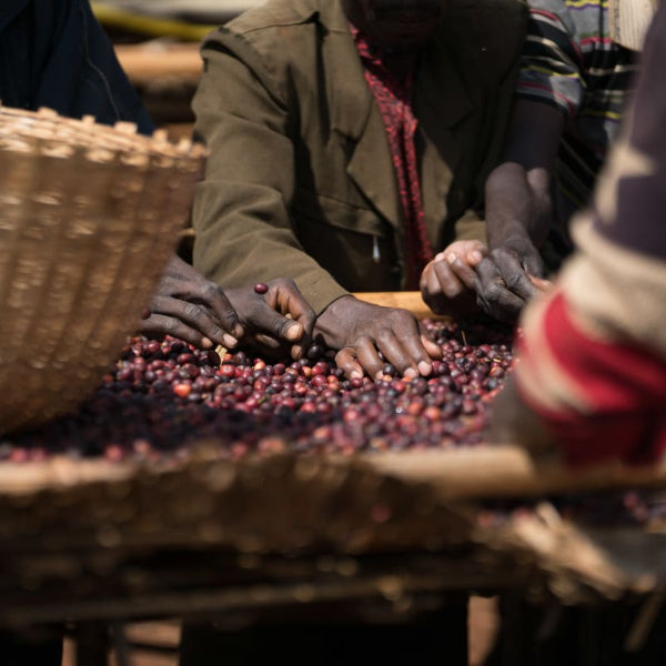 Ethiopian coffee drying tables