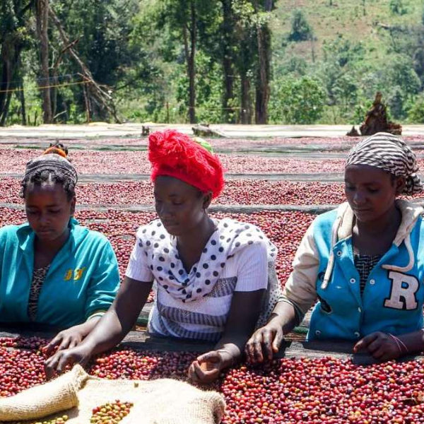 The Town Roaster Ethiopia coffee workers sorting coffee