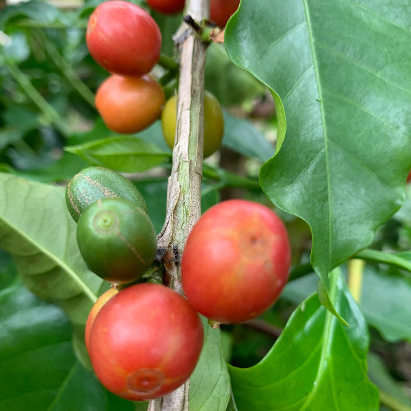 Colombia Santa Monica coffee farm owned by Jairo Arcila
