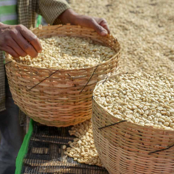 The Town Roaster Single Origin coffee beans from Yirgacheffe, Ethiopia