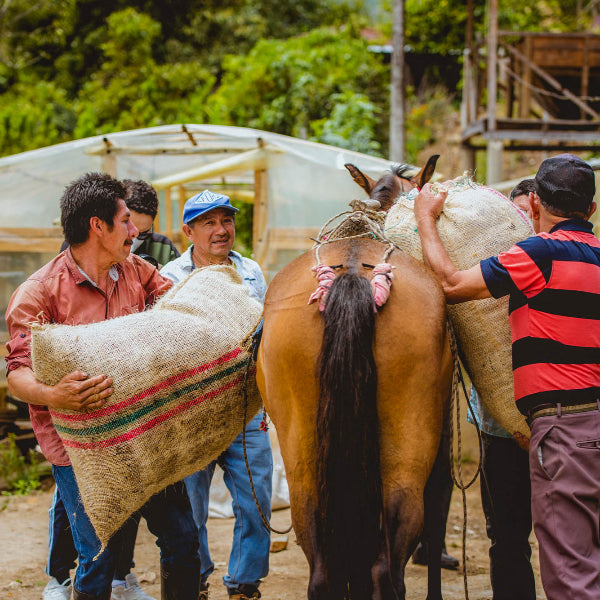Coffee producers at Manos Juntas Colombia